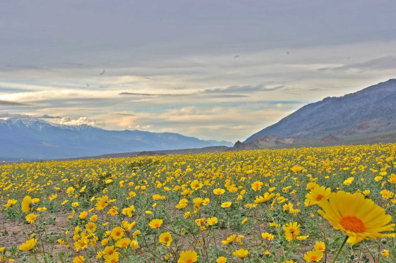 Death Valley, Calif. had a very wet winter, bringing out more flowers than usual this year.